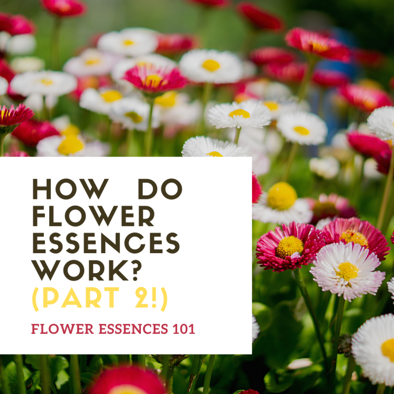 Flower Essences 101: How do flower essences work? Part 2