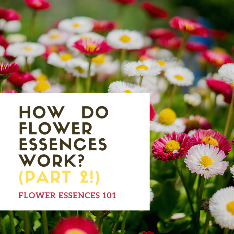 Flower Essences 101 How do flower essences work? (Part 2/2) Inner