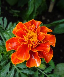 French marigold flower essence