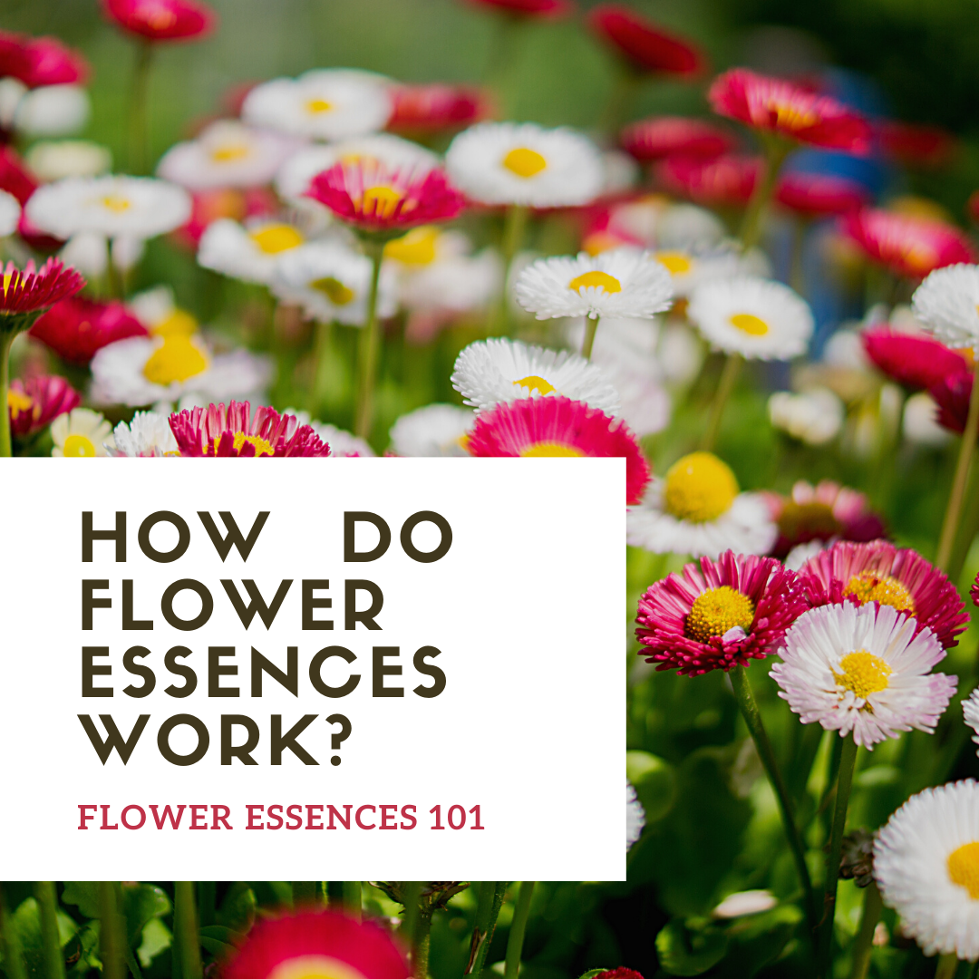 Flower Essences 101 How do flower essences work? Inner Plant Wisdom
