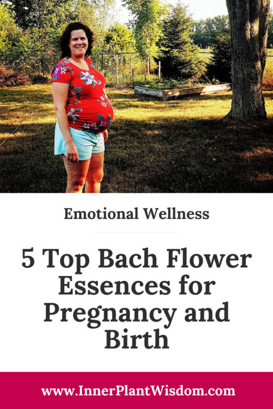 5 Top Bach Flower Essences for Pregnancy and Birth