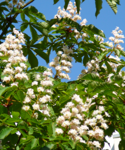 White Chestnut flowers