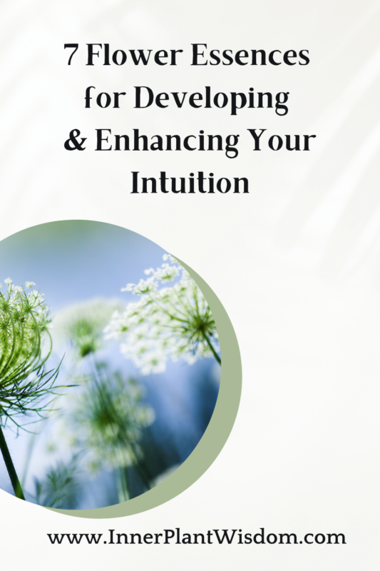 7 Flower Essences for Intuition