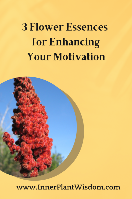 Top Flower Essences for motivation